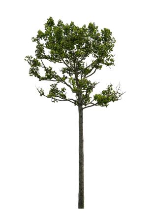 Dipterocarpus alatus tree isolated on white background with clipping path.の写真素材