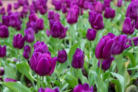 Close-up purple tulip flowers and green leaves.の写真素材