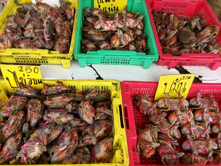 Crabsの素材