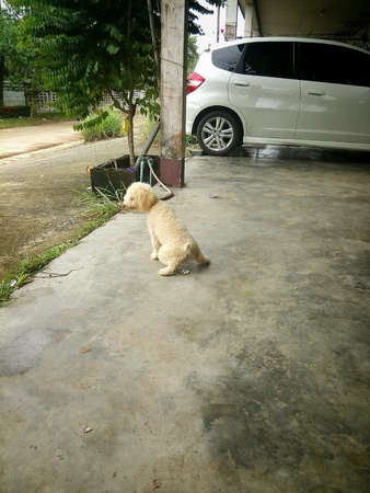 Dogの素材