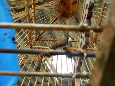 Red-whiskered birdの素材