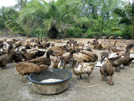 Duck farmの素材