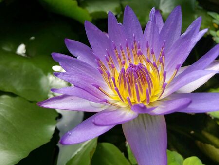Nymphaea nouchaliの素材