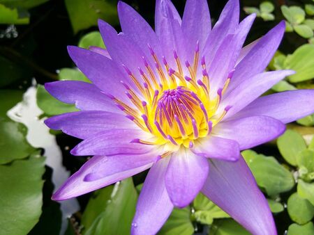 Nymphaea nouchaliの素材