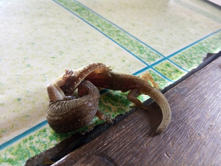 House lizard fightingの素材