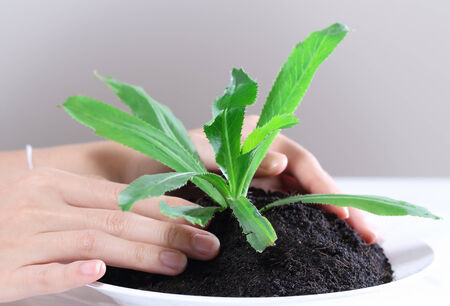 closeup image of hand holding and caring a young green plant in soilの写真素材