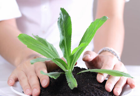 closeup image of hand holding and caring a young green plant in soilの写真素材