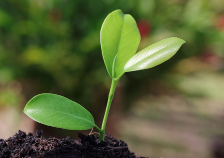 closeup image of young green plant in soil outdoorの写真素材