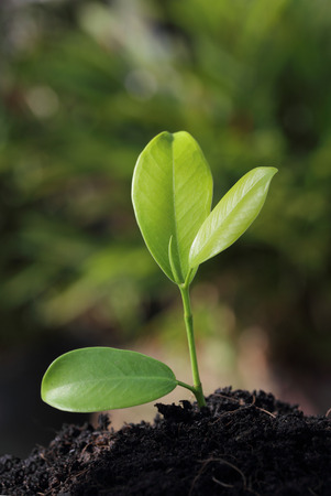 closeup image of young green plant in soil outdoorの写真素材