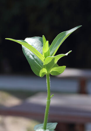 closeup image of young green plant in soil outdoorの写真素材