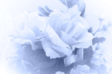 closeup image of roses in soft style and blurred
