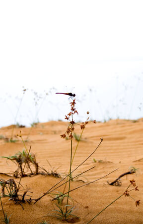 dragonfly on desertの写真素材