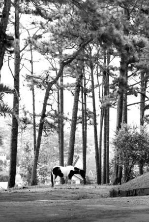 Horse on fieldの写真素材