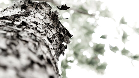 tree close upの写真素材