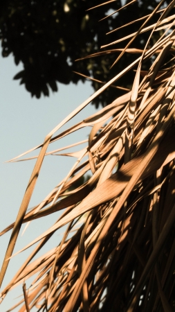 Thatched Roof Close upの写真素材