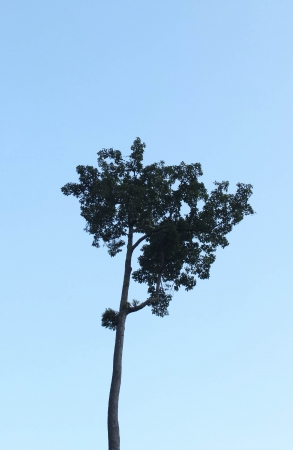 Tree on Clear Skyの写真素材