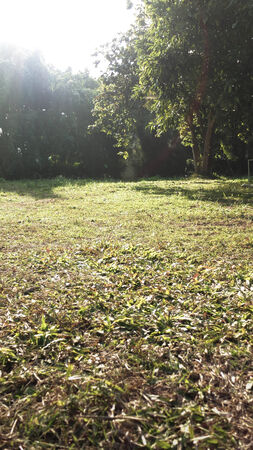 Tree growing in grassy field