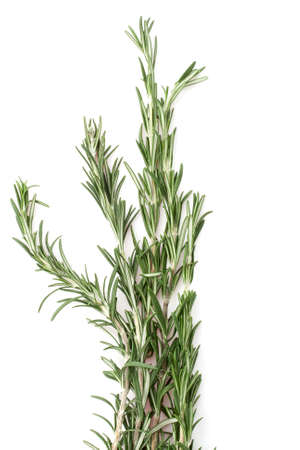 rosemary isolatedの写真素材
