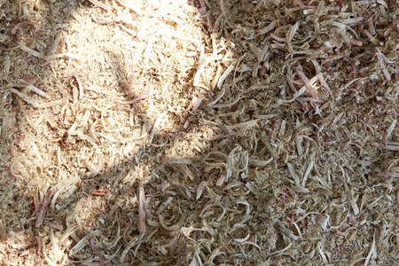 Sawdust under the shade trees at noon.の写真素材