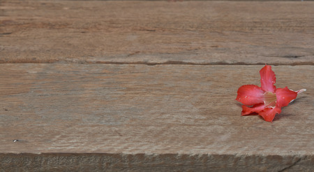 Adenium obesum your mood at rest in spa.の写真素材