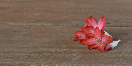 Adenium obesum your mood at rest in spa.の写真素材