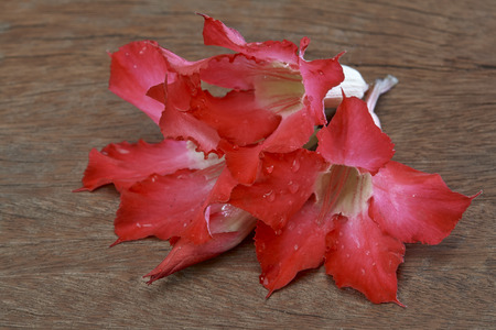 Adenium obesum your mood at rest in spa.の写真素材