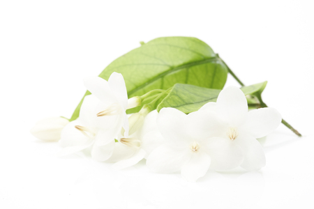 White flowers that look as natural as putting on a white backgroundの写真素材
