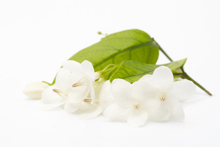 White flowers that look as natural as putting on a white backgroundの写真素材