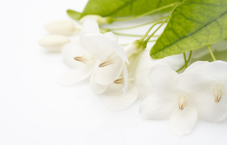 White flowers that look as natural as putting on a white backgroundの写真素材