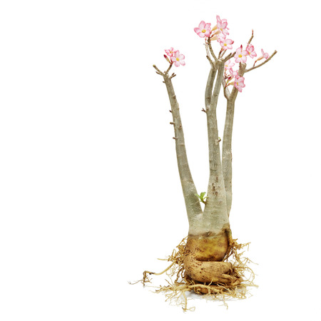 Desert rose,pink desert Rose On the white backgroundの写真素材