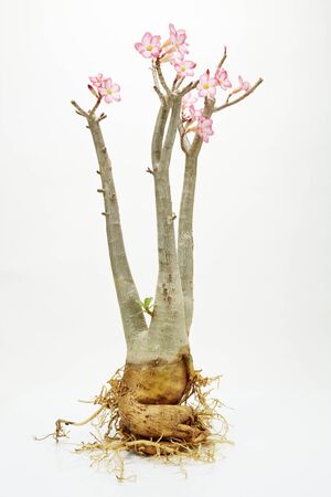 Desert rose,pink desert Rose On the white backgroundの写真素材