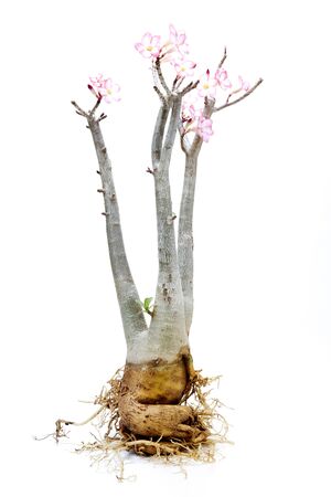 Desert rose,pink desert Rose On the white backgroundの写真素材