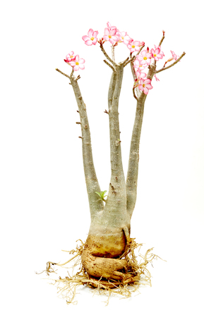 Desert rose,pink desert Rose On the white backgroundの写真素材