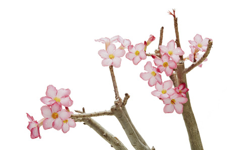 Desert rose,pink desert Rose On the white backgroundの写真素材