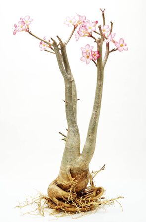 Desert rose,pink desert Rose On the white backgroundの写真素材
