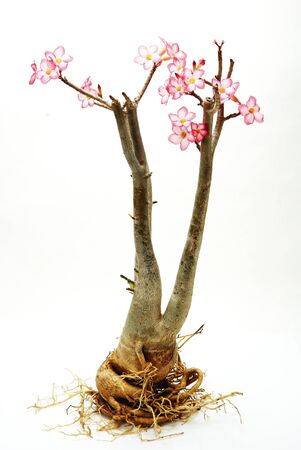Desert rose,pink desert Rose On the white backgroundの写真素材