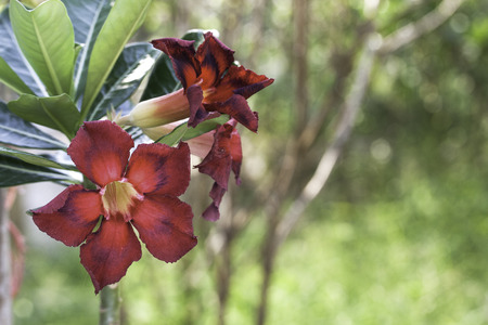Desert Rose  - a drop of water.の写真素材