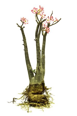 Desert rose,pink desert Rose On the white backgroundの写真素材