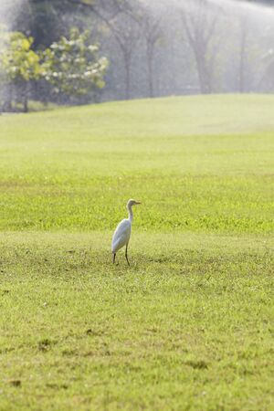 Birds are feeding in the garden park.の写真素材