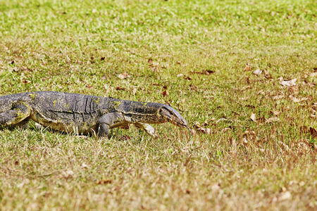 Monitor Lizard walk in the park.の写真素材