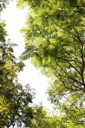 At noon on green leafの写真素材