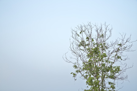 tree Bladeless During the dryの写真素材