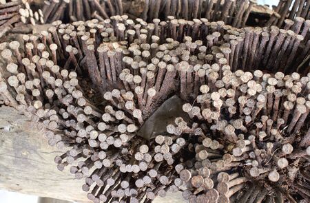 Rusty nails stuck in the wood.の写真素材