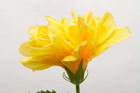 Hibiscus Tropical flowers yellow hibiscus blossomの写真素材