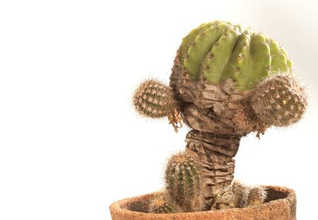 Cactus isolated on white backgroundの写真素材