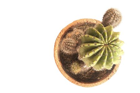 Cactus isolated on white backgroundの写真素材