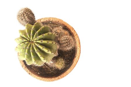 Cactus isolated on white backgroundの写真素材