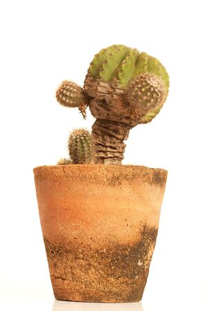 Cactus isolated on white backgroundの写真素材
