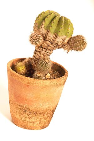 Cactus isolated on white backgroundの写真素材