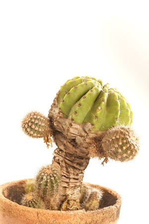 Cactus isolated on white backgroundの写真素材